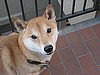 Nikko
