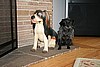"Woody" and Shadow